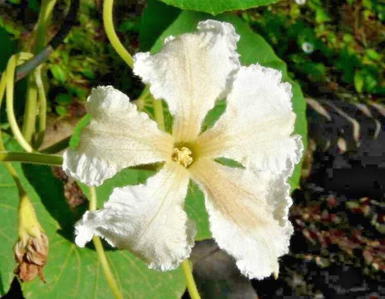 20 BIRDHOUSE GOURD SEEDS – Lagenaria siceraria