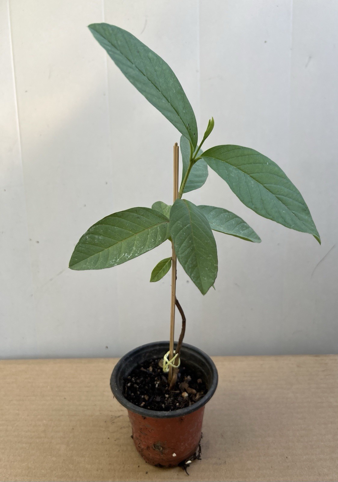 Guava Tree With Pot 10” White Tropical Live Plant Seedling Ready To Plant
