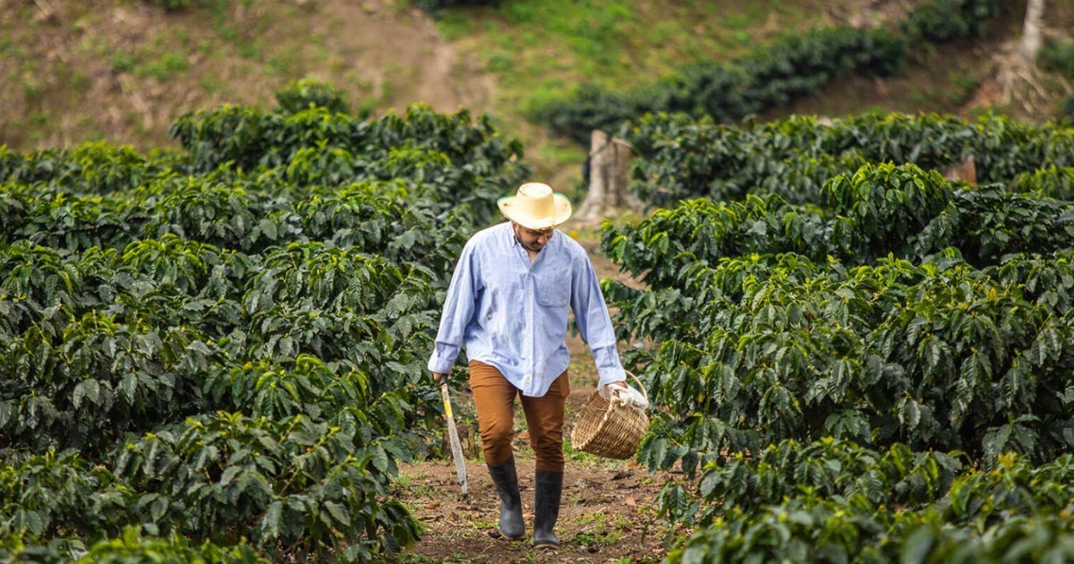 Honduran Marcala Red Rabbit Coffee Bean Tree Seeds (25) / DELICIOUSLY RARE