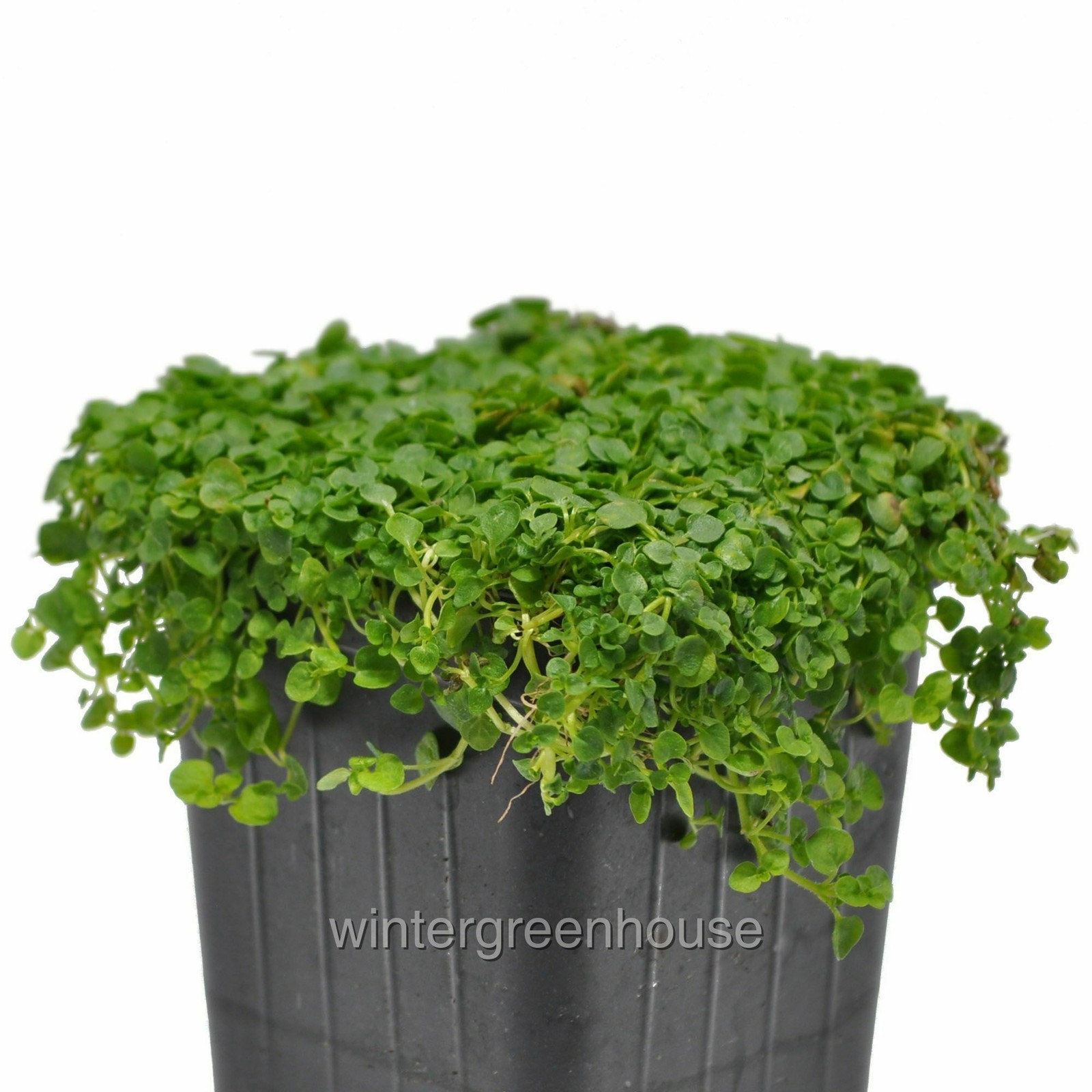 Mentha requienii, Mint Corsican, Container Size: 3″ (2.6×3.5″)