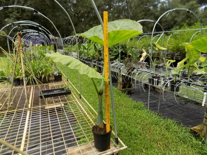 Thailand Giant Colocasia / Elephant Ear / Taro – 1 Gallon Size