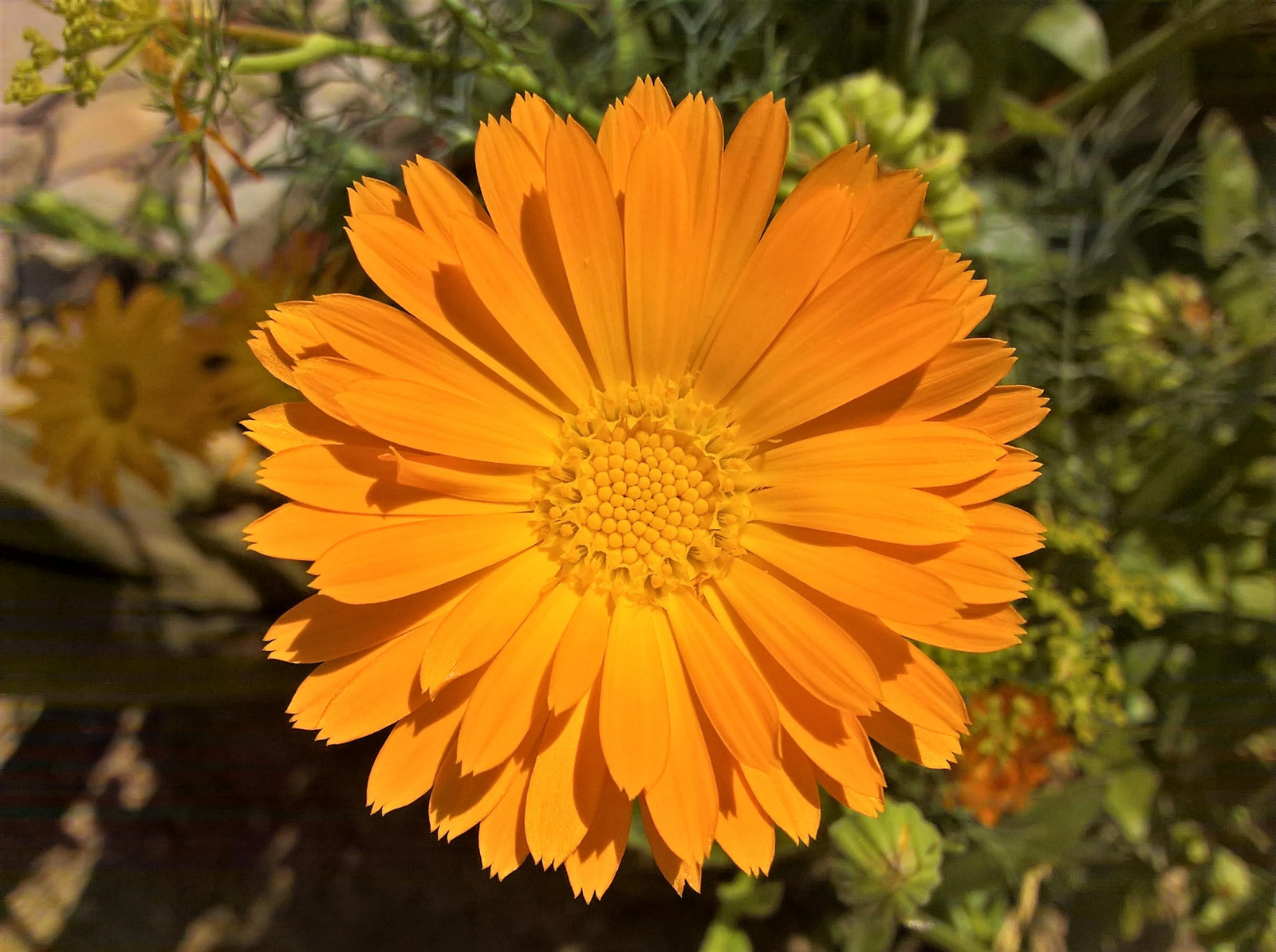 100 ORANGE ENGLISH MARIGOLD Scotch Pot Calendula Officinalis Flower Seeds