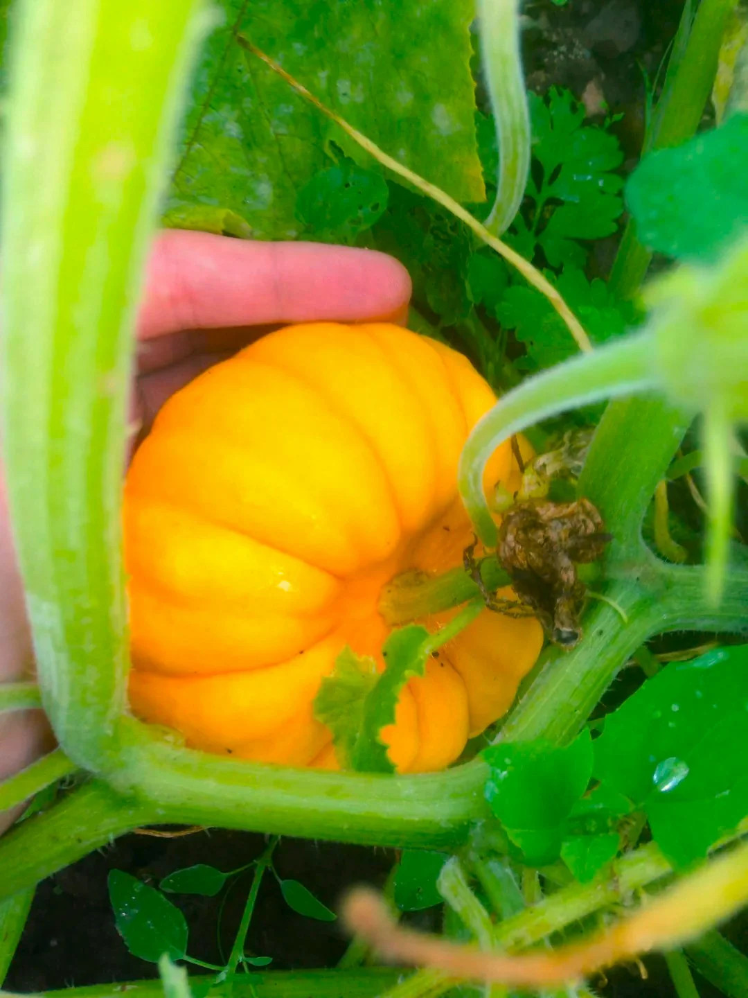 Munchkin Pumpkin Seeds – For 2025 Planting Mini Pumpkins Jack Be Little Ribbed