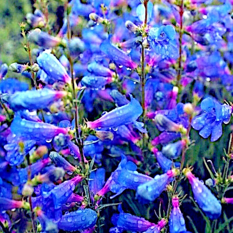 20 BLUE BEARD TONGUE Flower Seeds Penstemon spectabilis Butterflies Hummingbirds