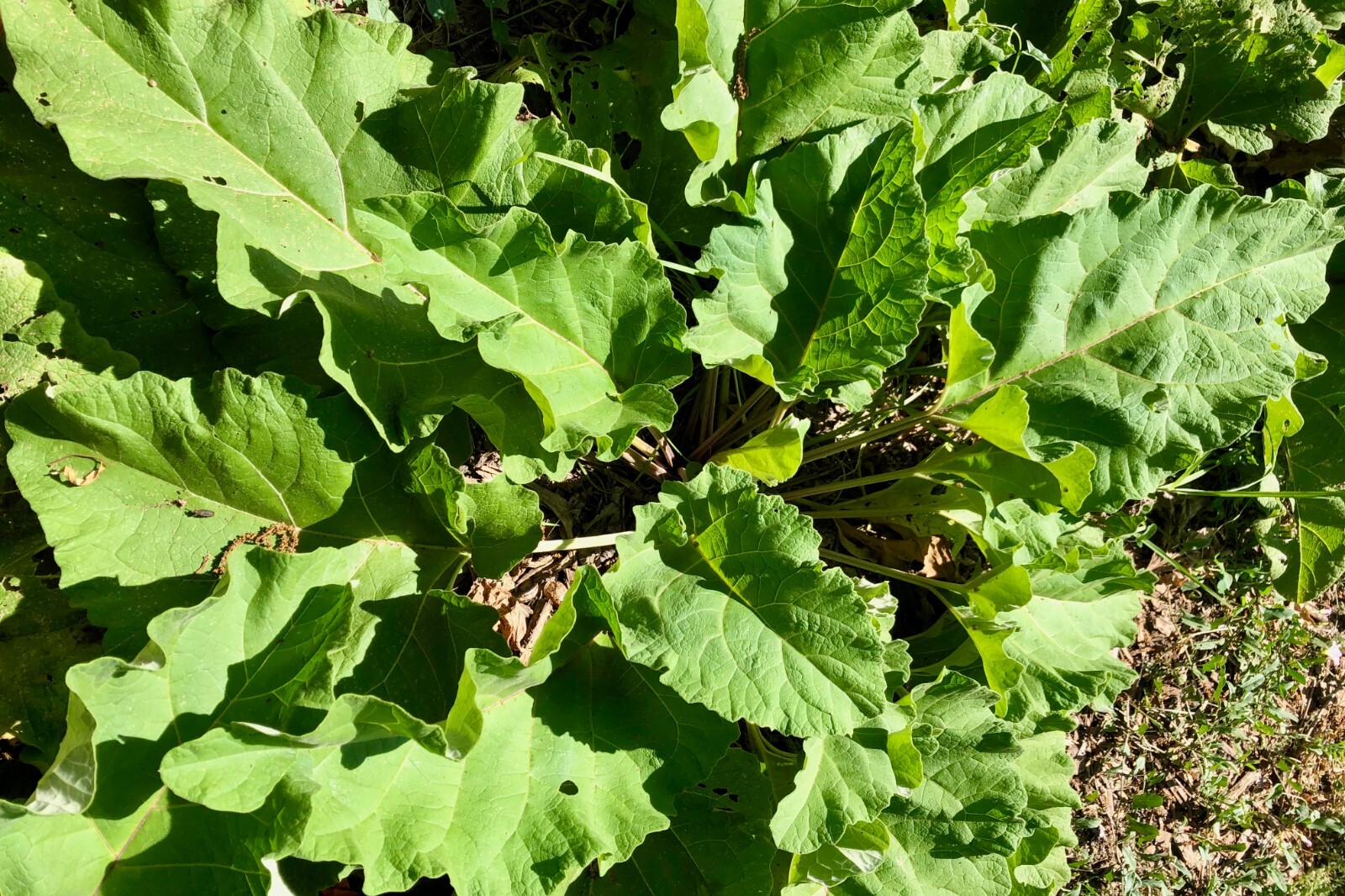 Greater Burdock Seeds / Arctium lappa / Asian Gobo: Certified Organic Non-GMO