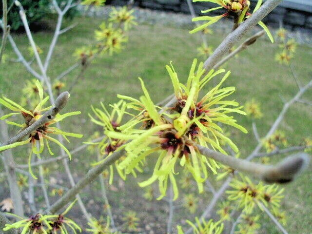 10 CHINESE IMPERALIS WITCH HAZEL SEEDS – Hamamelis mollis ‘Imperialis’