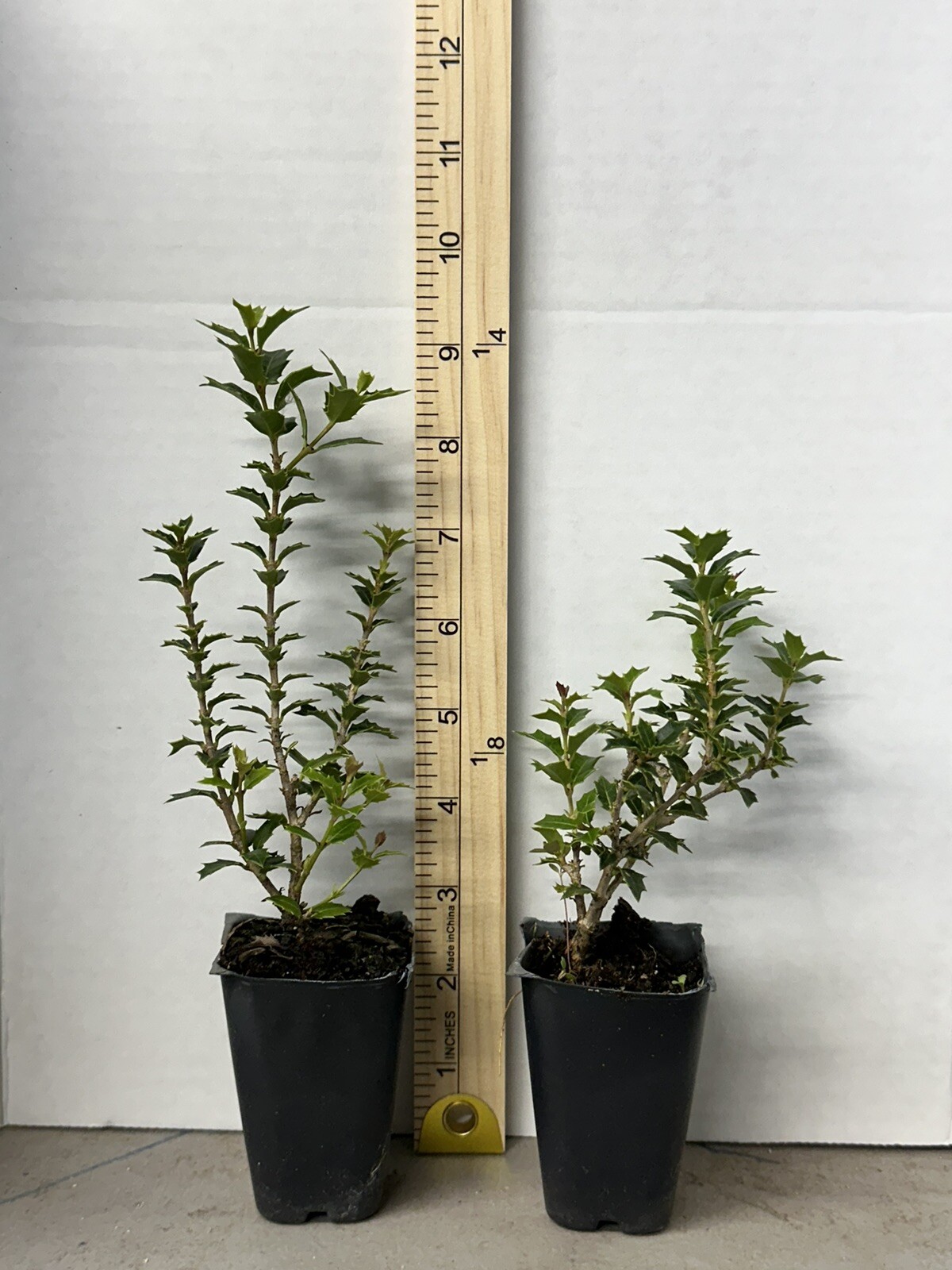 Party Princess ‘Kaori Hime’ Fragrant Sweet Tea Olive Osmanthus fragrans-STARTER
