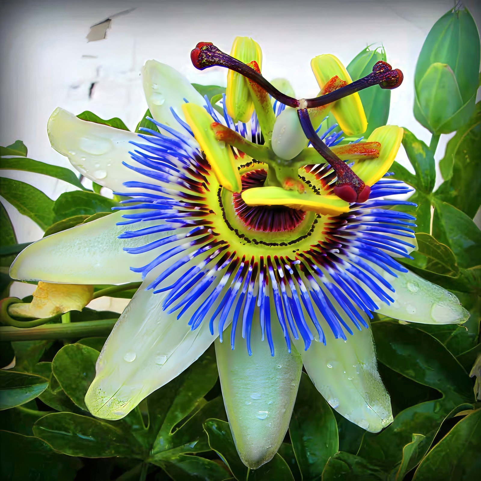 BLUE PASSION FLOWER SEEDS Climber Vine Fruit Plant Hummingbirds & Butterflies!