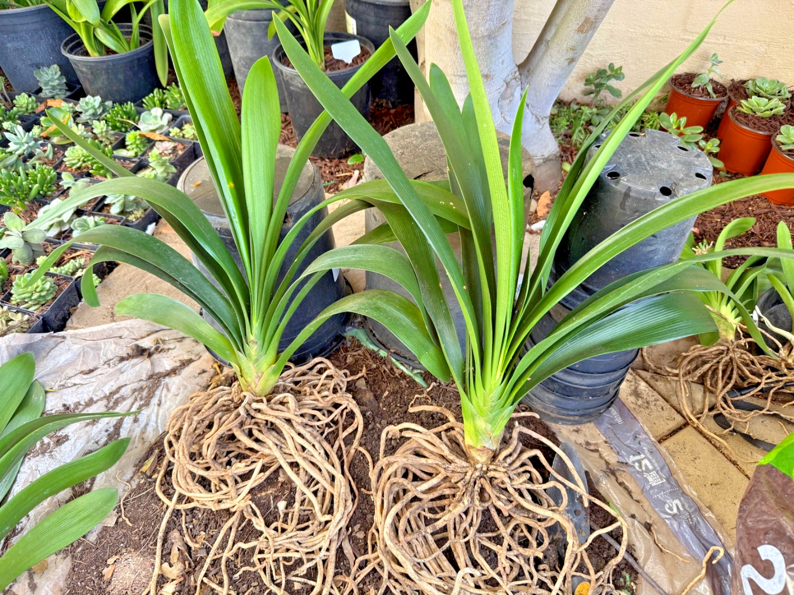 1 Large, Mature Clivia Miniata Plant, Bush Lily, Orange Flowers, 14 Leaves