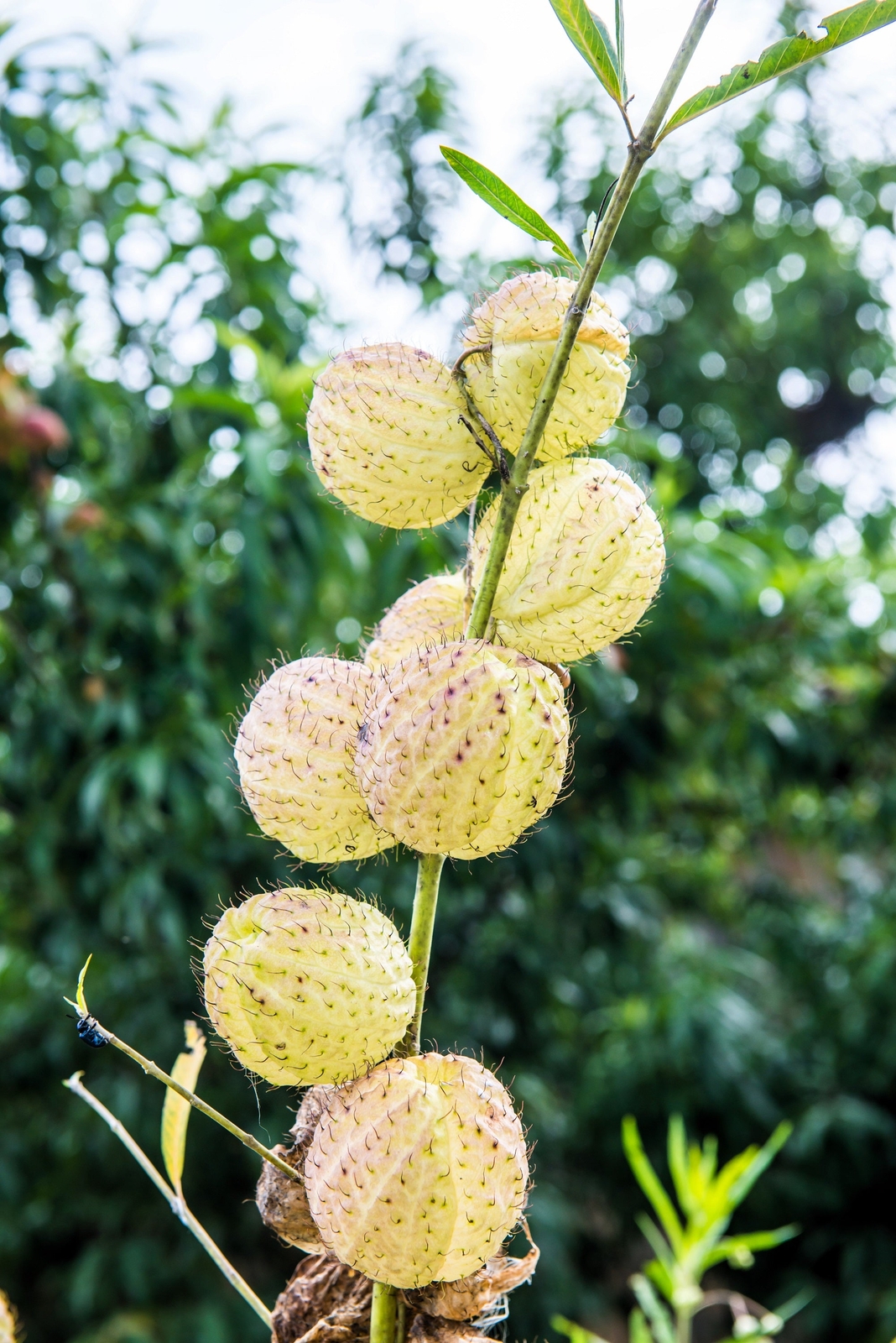 10 BALLOON MILKWEED Hairy Balls Butterfly Weed Asclepias Gomphocarpus Physocarpu