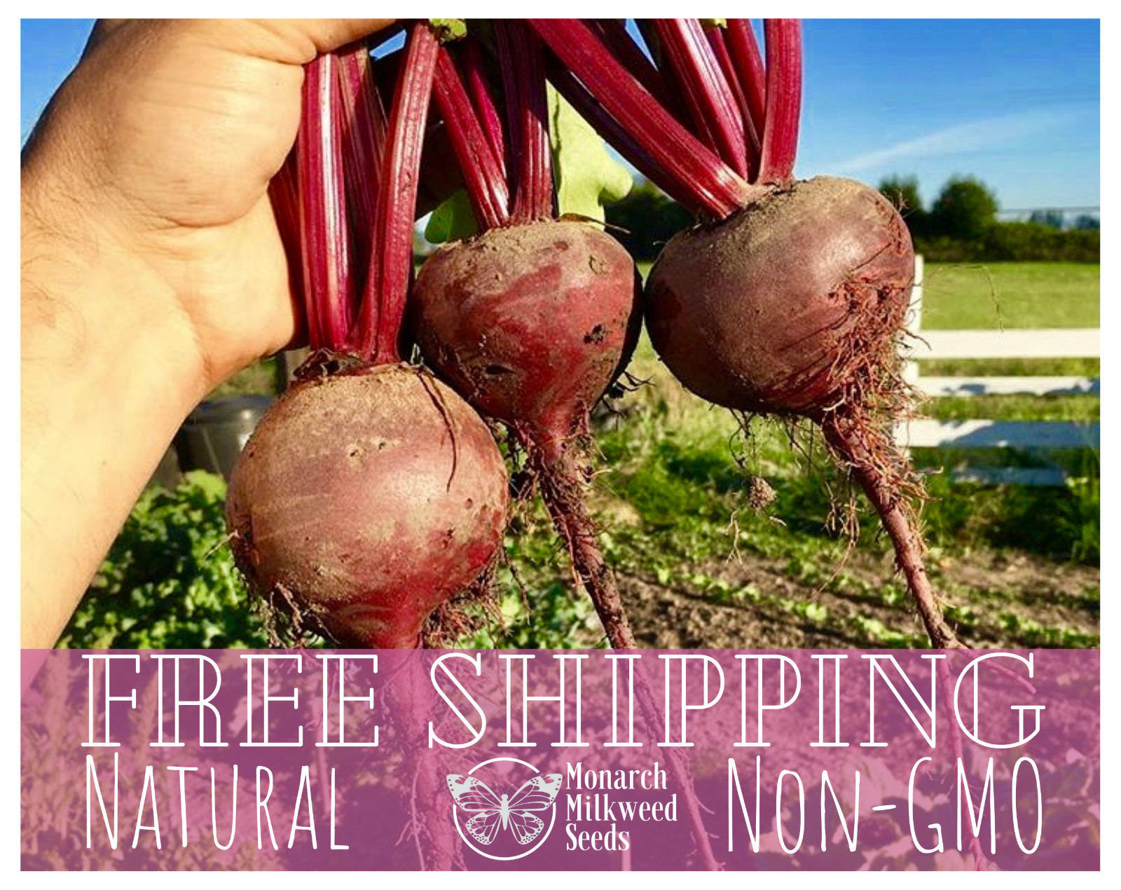 550+ Beet Seeds ‘Detroit Dark Red’ | Heirloom, Non-GMO, Vegetable Garden Seeds