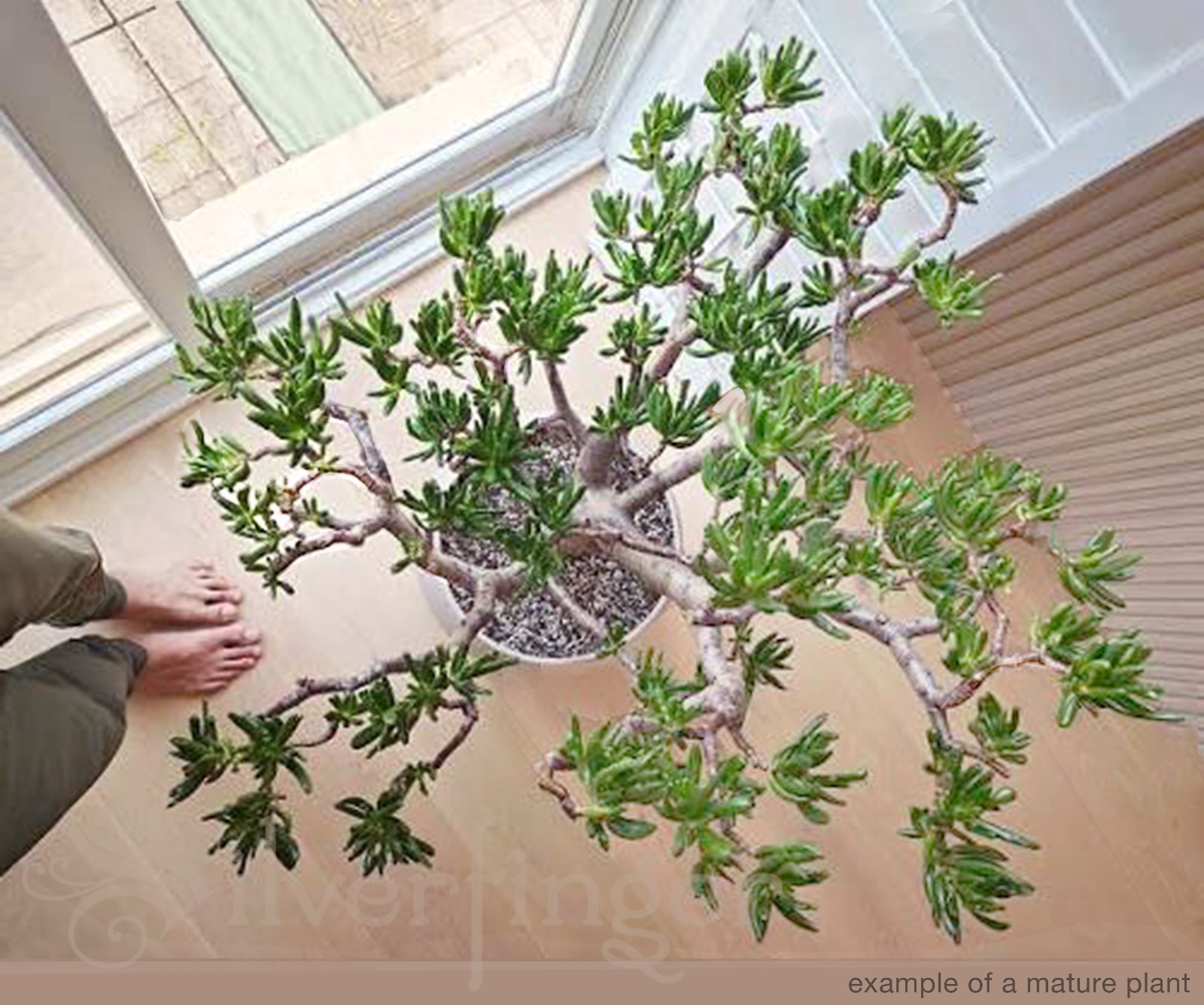 Crassula Ovata Gollum Fingers Monstrose Spoon Jade Succulent Plant