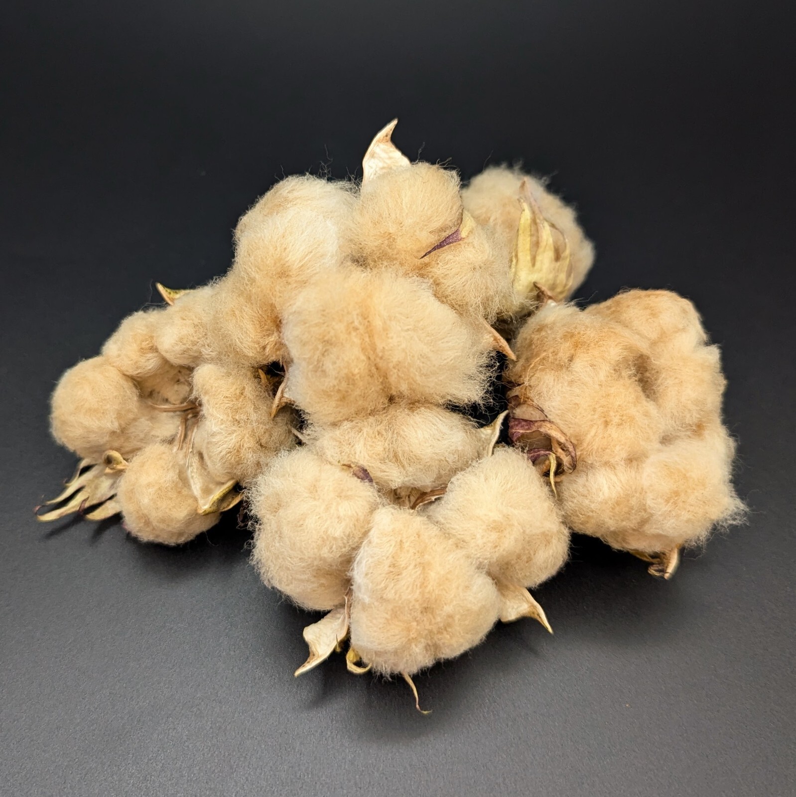 10 FRESH Brown Cotton Seeds, Gossypium hirsutum