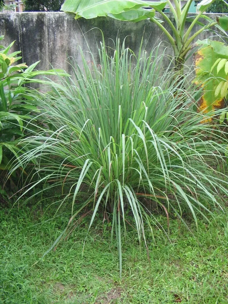LEMONGRASS | 400+ Seeds | Lemon Grass | Fresh & Aromatic | Hạt Xả Cây
