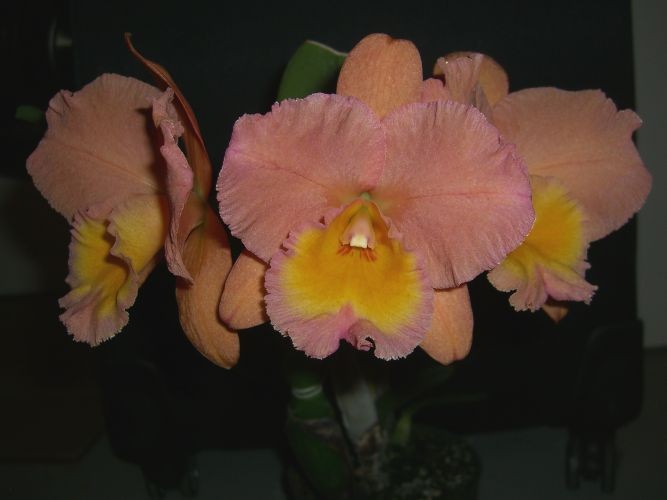 Orchids laelia Cattleya OV3170 Blc. Maxima’s Effect x Pot. Rainbow–Flasks