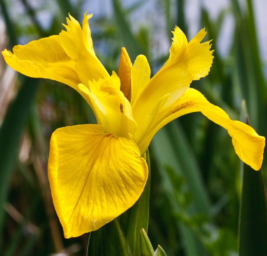 Live Yellow Flag Iris Winter Hardy Aquatic Marginal Pond/Bog Plant
