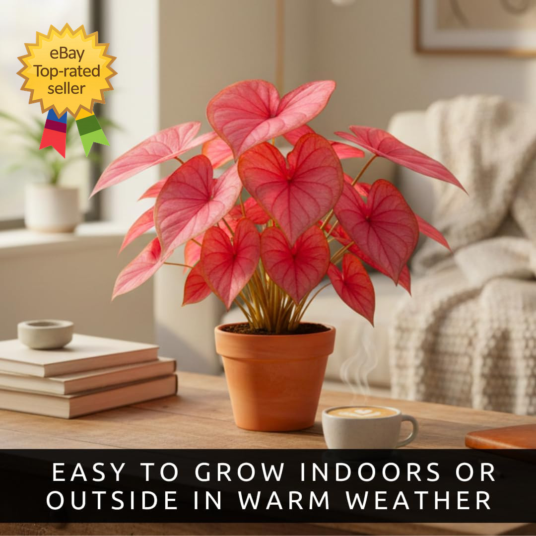 Desert Sunset Caladium Bulbs 4 Pack Sun Tolerant Pink Copper Vein Tropical Plant