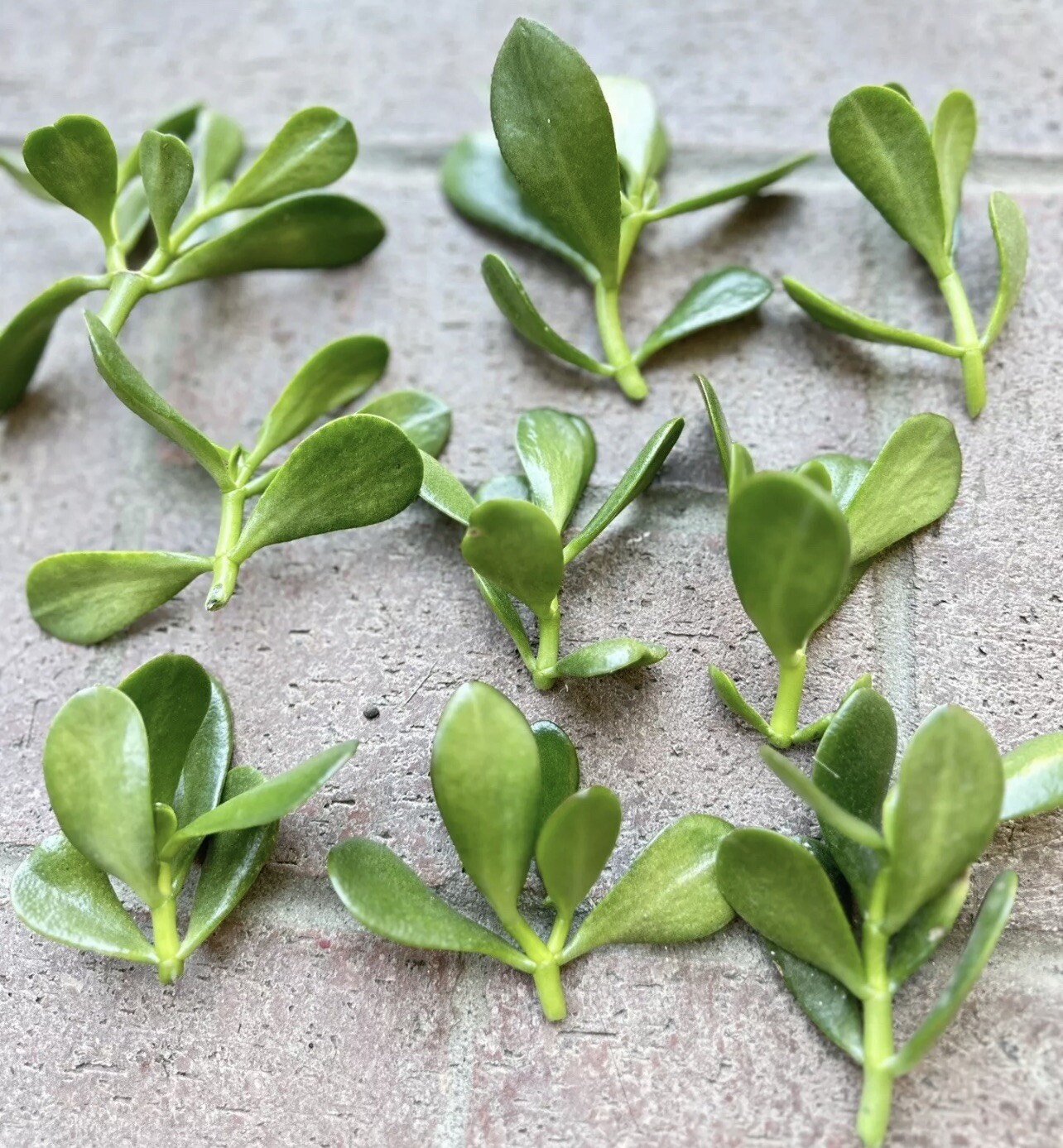 Jade Plant Crassula Money Plant 5 Cuttings 3-5″ Live Succulent