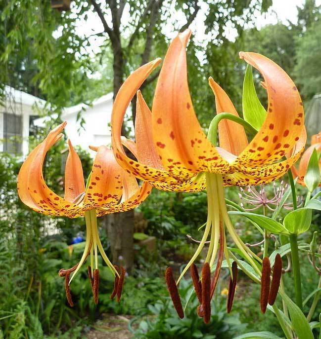 Lilium superbum | Turks-Cap | American Tiger | Turban Swamp Lily | 20_Seeds