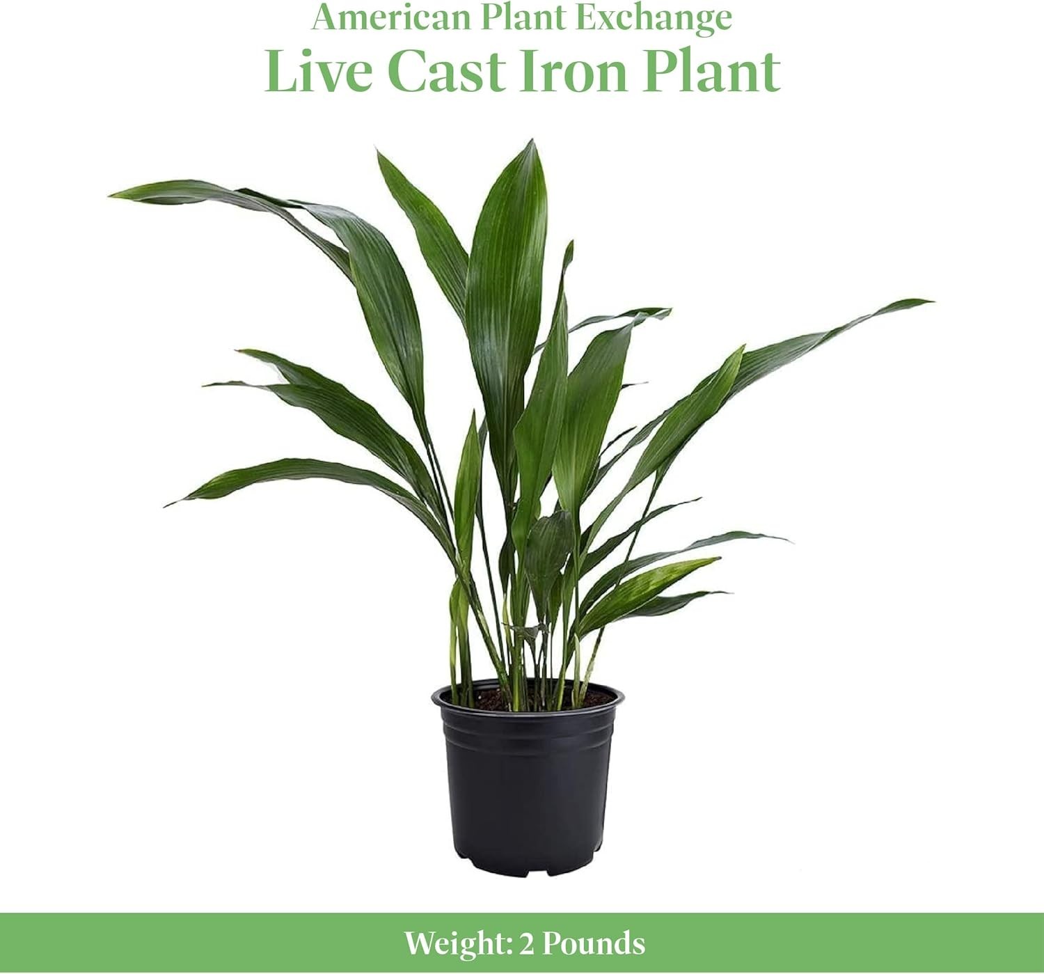 Resilient Low-Light Houseplant – Easy Care & Stunning Green