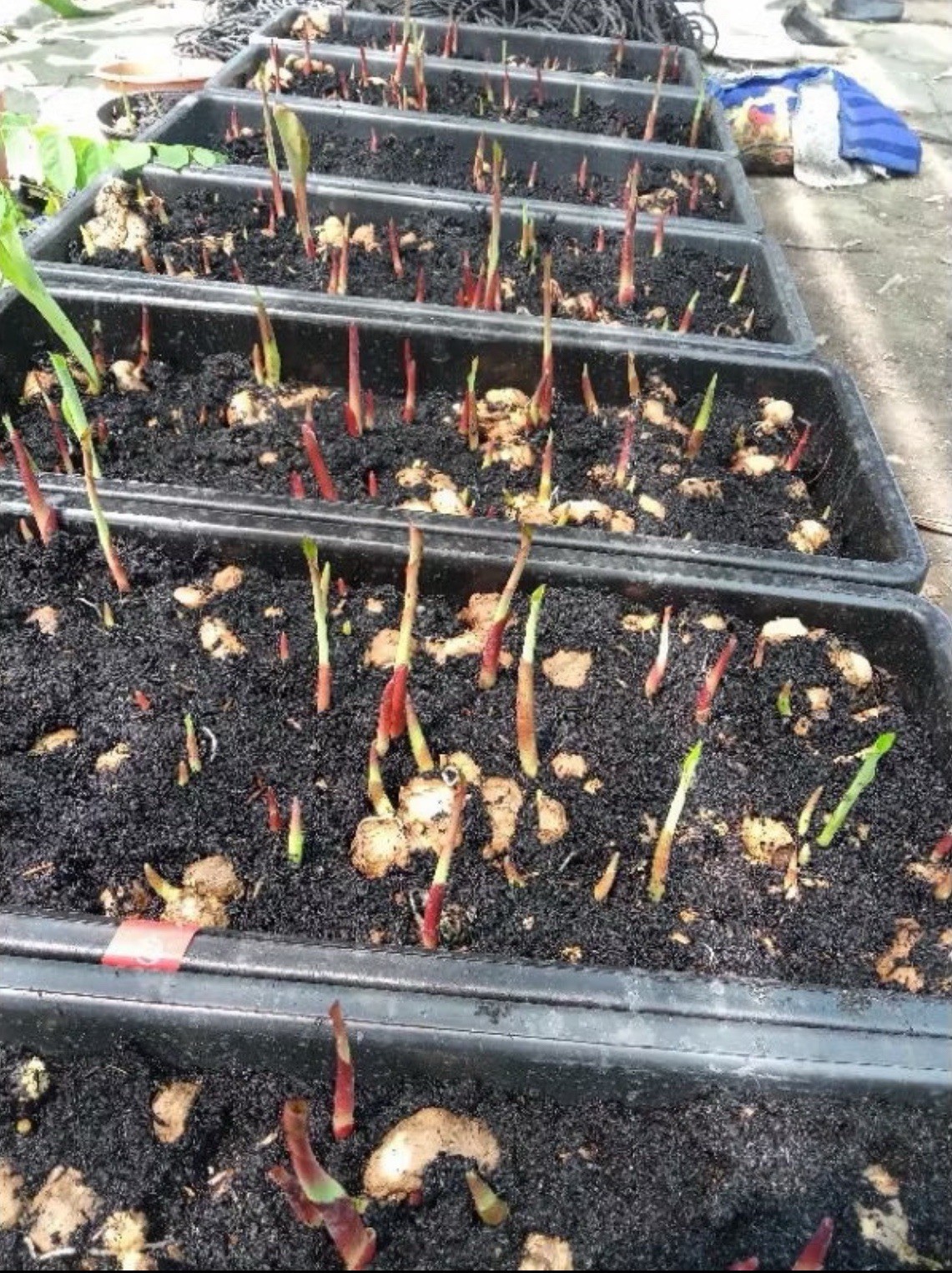 AUTHENTIC RARE Caladium Moonlight 1 bulbs