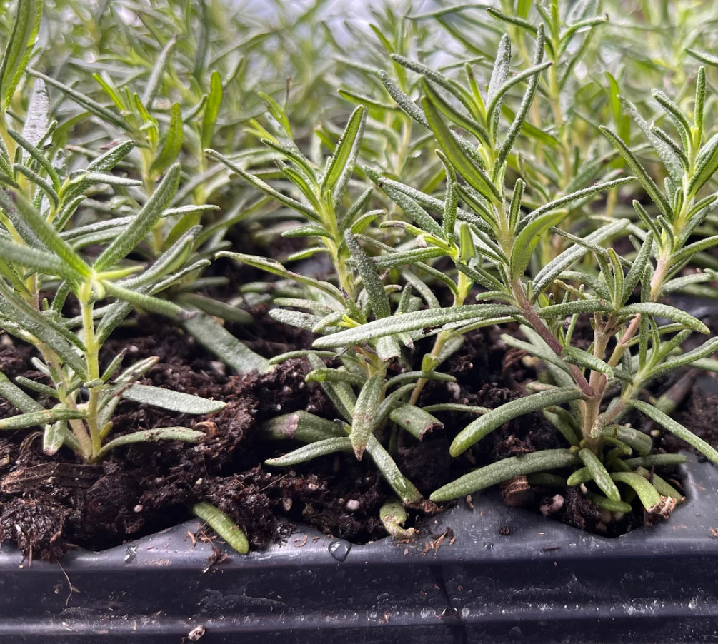 1 Live Rosemary – Tuscan Blue Plant – 1–3” Tall in Plug