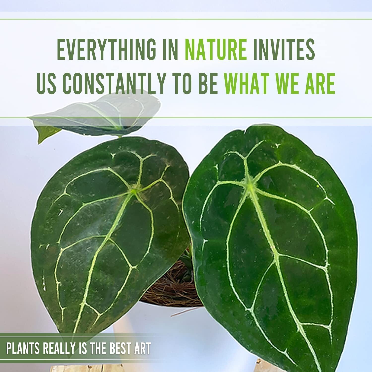 Anthurium Forgetii by LEAL PLANTS ECUADOR| Anthuriums Live Plants | house plants