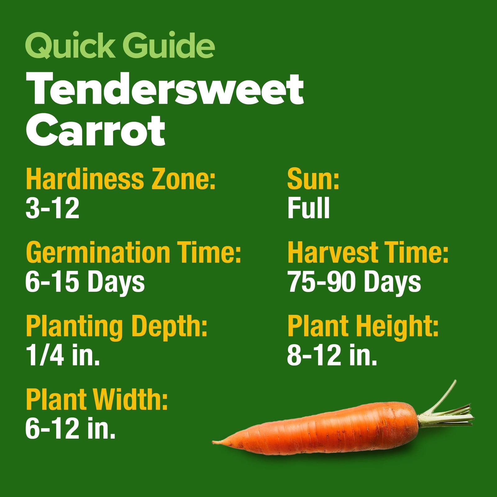 HOME GROWN Tendersweet Carrots Seeds 6000+ 2-Pack, Light Brown to Tan