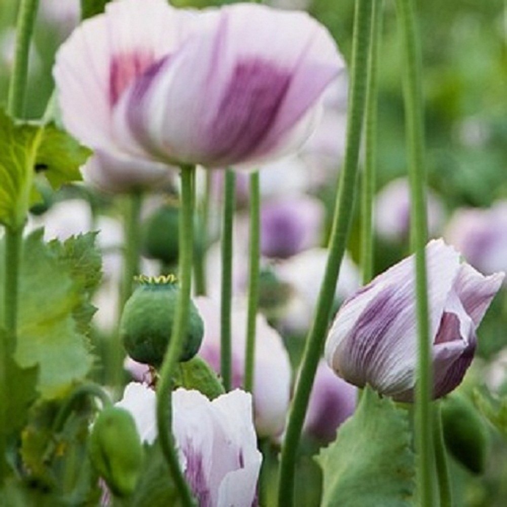 10,000 Untreated Tasmanian Poppy Seeds for Planting Authentic Papever Somniferum