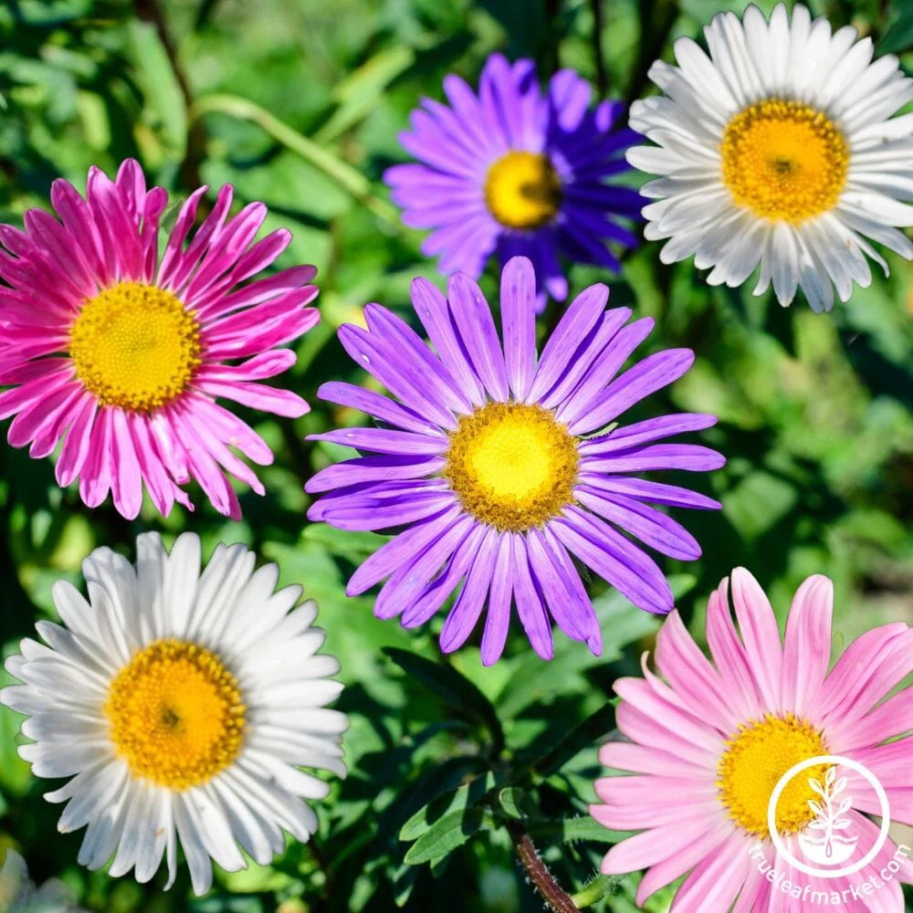 1000+ China Aster Seeds — Rainbow Mix — Colorful — Open Pollinated — Non GMO