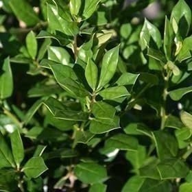Ilex Needlepoint Chinese Holly | 1 Gallon | Ilex cornuta | Evergreen Privacy