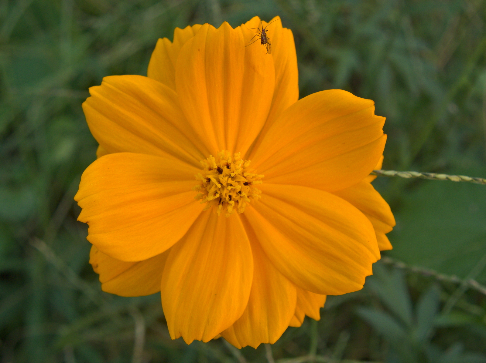 800 COSMOS SULPHUREUS Seeds (Sulphur Orange Cosmos) | NON-GMO | Free shipping