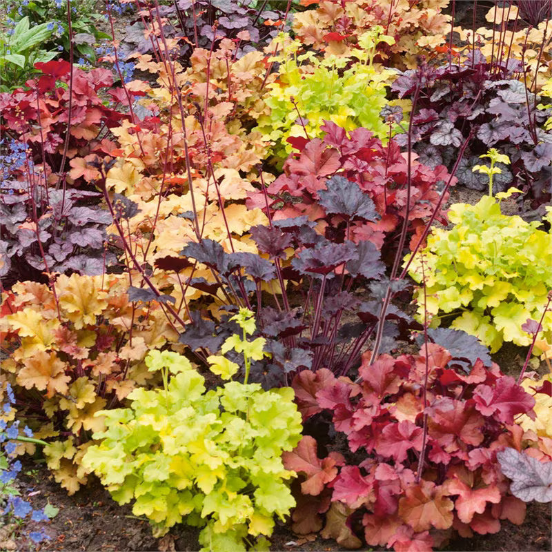 3 Mixed Heuchera, 3 pots, one plant per 3.5 inch pot