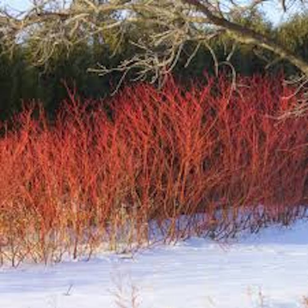 5 Red Twig Dogwood Shrub 12-24″ Tall Cornus sericea Landscape Coral Dogwood