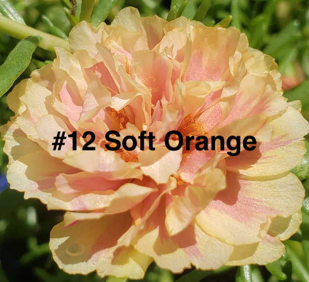 Moss Rose ( Portulaca Grandiflora ) , Mix, 10 unrooted Cutting