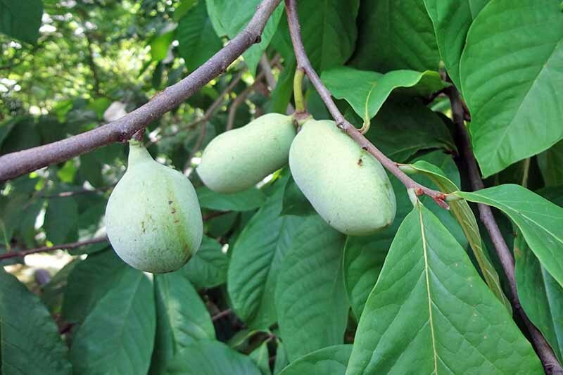 PAW PAW ‘Asimina triloba’ TREE LIVE PLANT 12+ INCHES