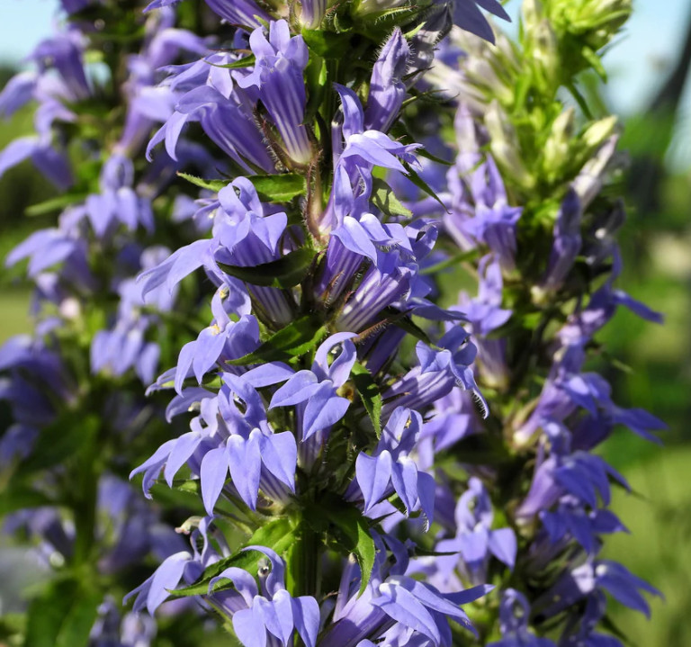 Blue Lobelia Live Plant – 2-5″ Tall – 3″ Pot – Compact Blue Flowering Plant