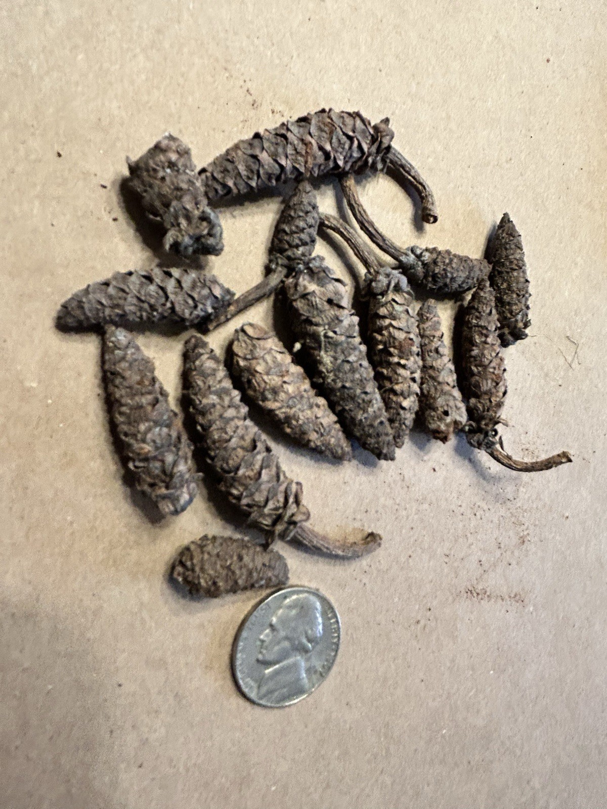 14 Real Michigan White Pine Tree Miniature Pine Cones Fall Winter Decoration