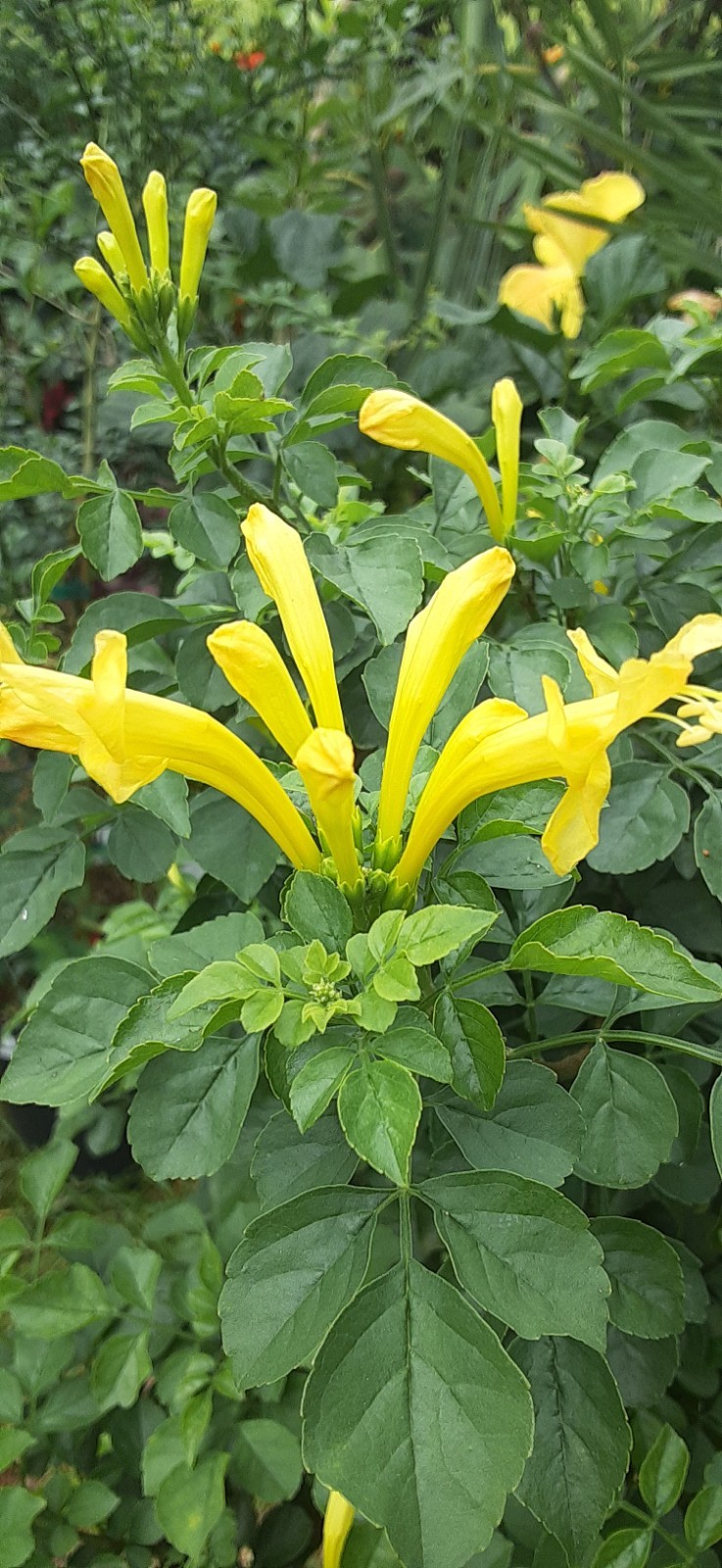 1 Yellow Cape Honeysuckle (Tecoma capensis) Live Starter Plant- READ LISTING