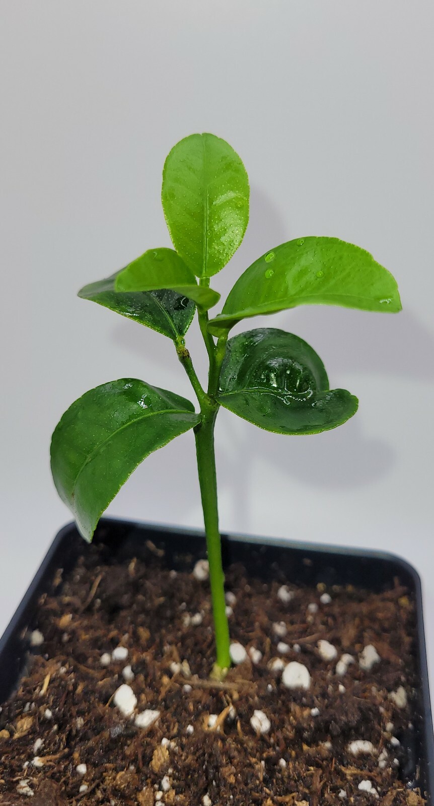 Satsuma Mandarin orange seedlings, 3-5 inches tall