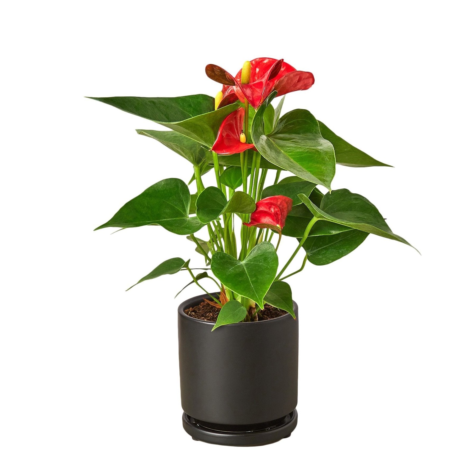Anthurium Red • Flamingo Flower • Glossy Red Spathes • 6″ Pot