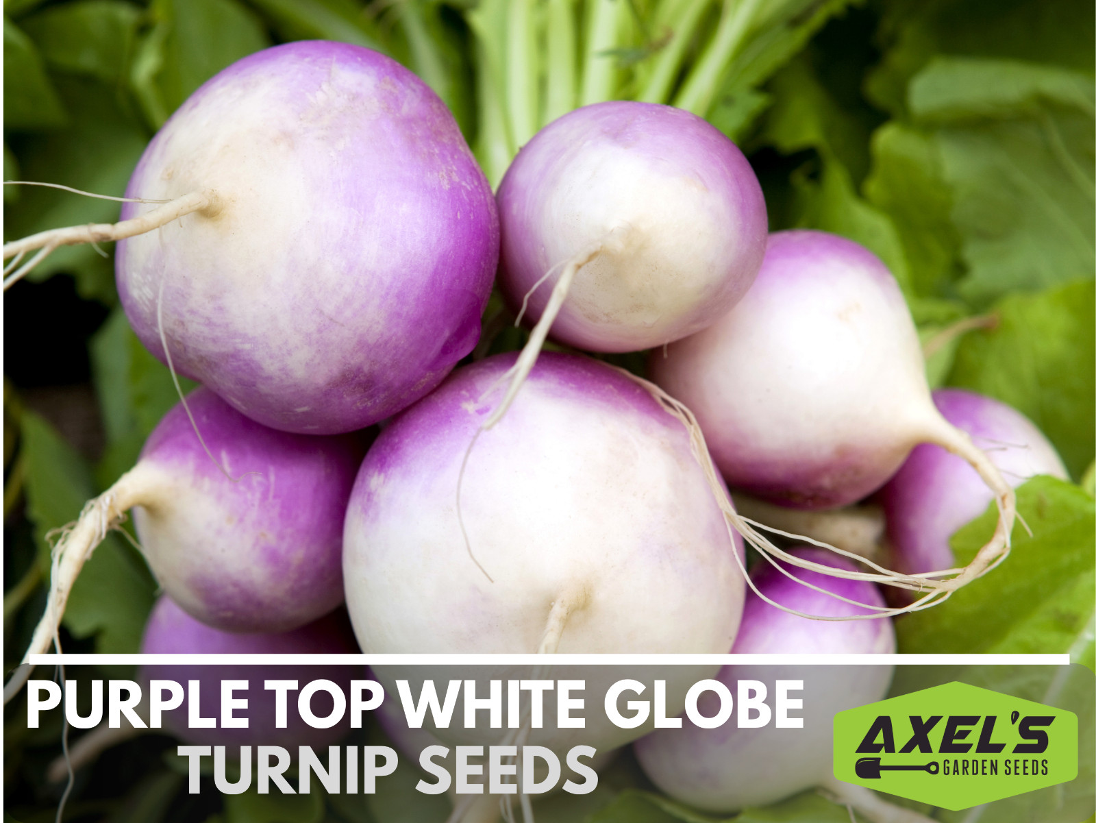 Purple Top Turnip Seeds | Non-GMO | Heirloom | Fresh Garden Seeds