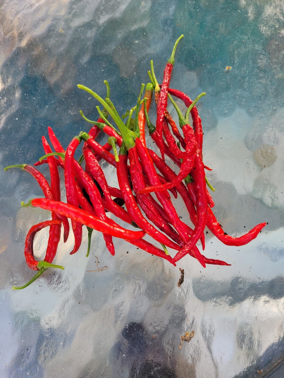 Hot Cayenne Pepper Seeds (30) | Heirloom & Non-GMO | ORGANIC