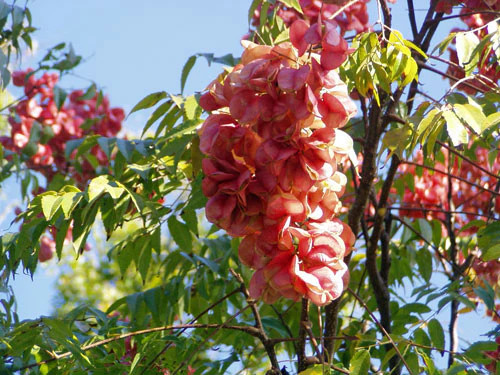 Koelreuteria paniculata | Golden Rain Tree | Pride of India | 20 Seeds