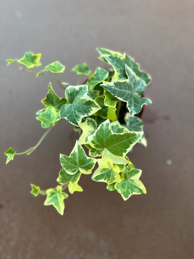 3 Ivy combo 4” Plant”Glacier Ivy” Pet Friendly Plant With Pot & Soil
