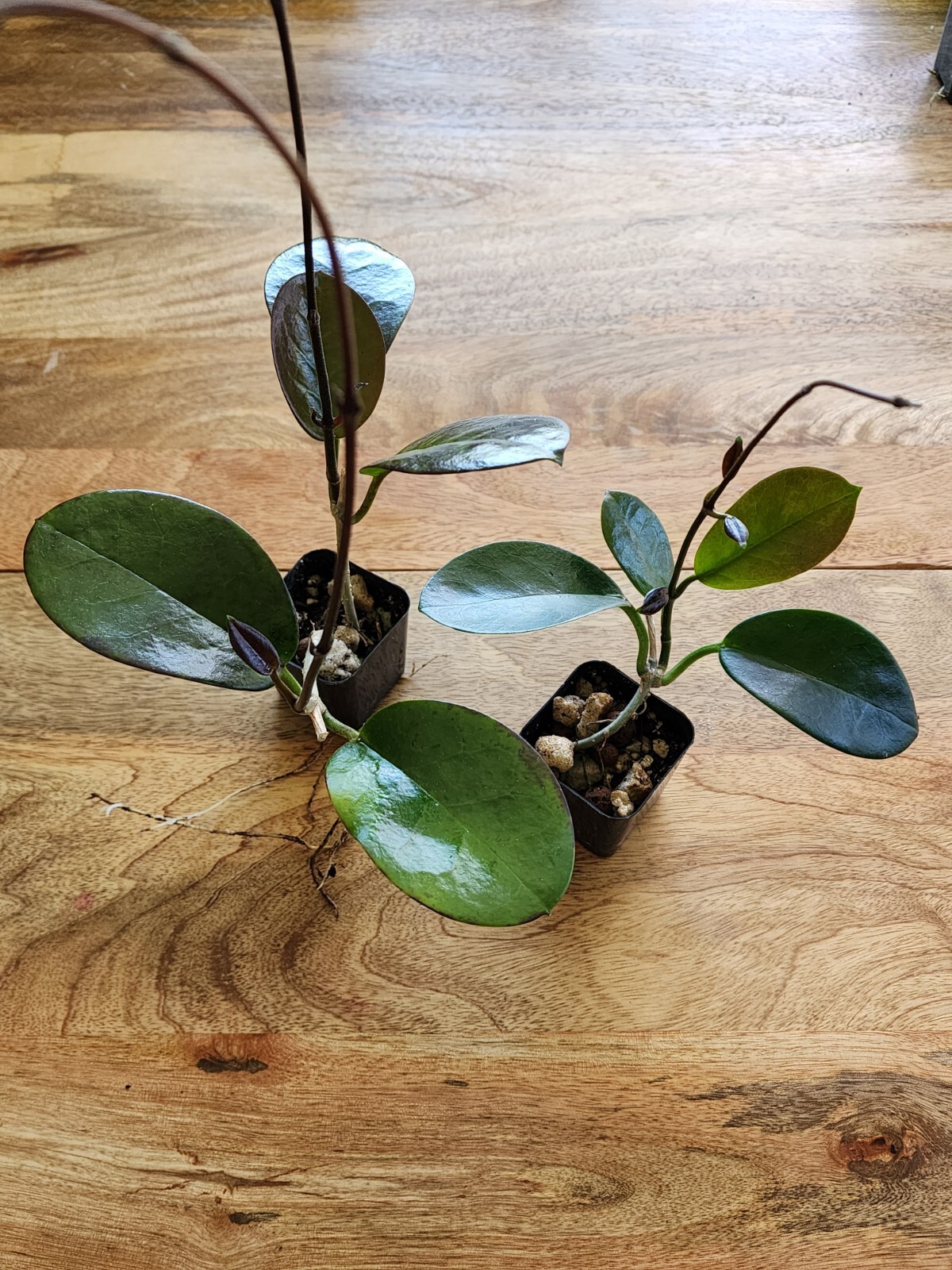 Hoya Australis Vine Wax Flower Live Plant New Growth, California USA Seller