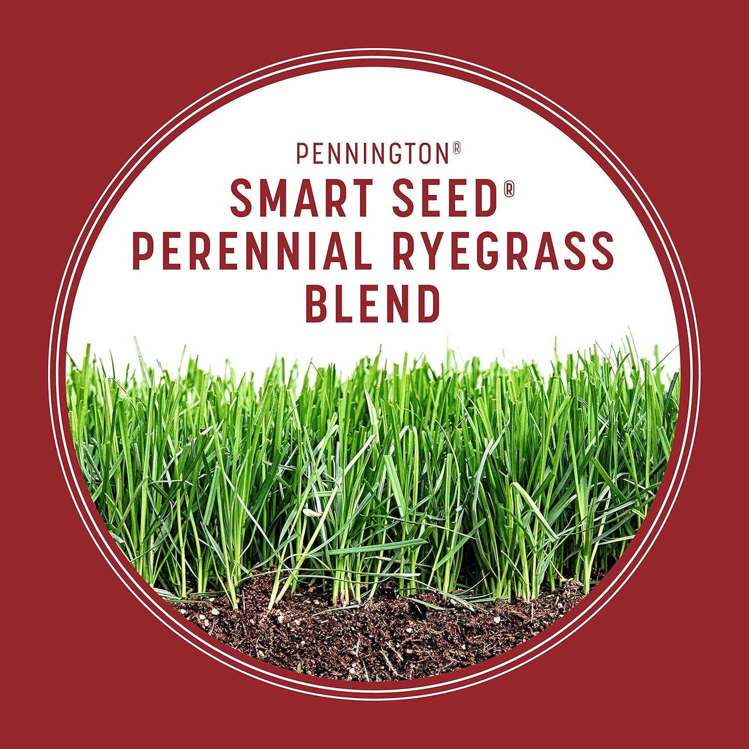 Pennington Smart Seed Perennial Rye 3 Lb, Perennial Ryegrass Seed
