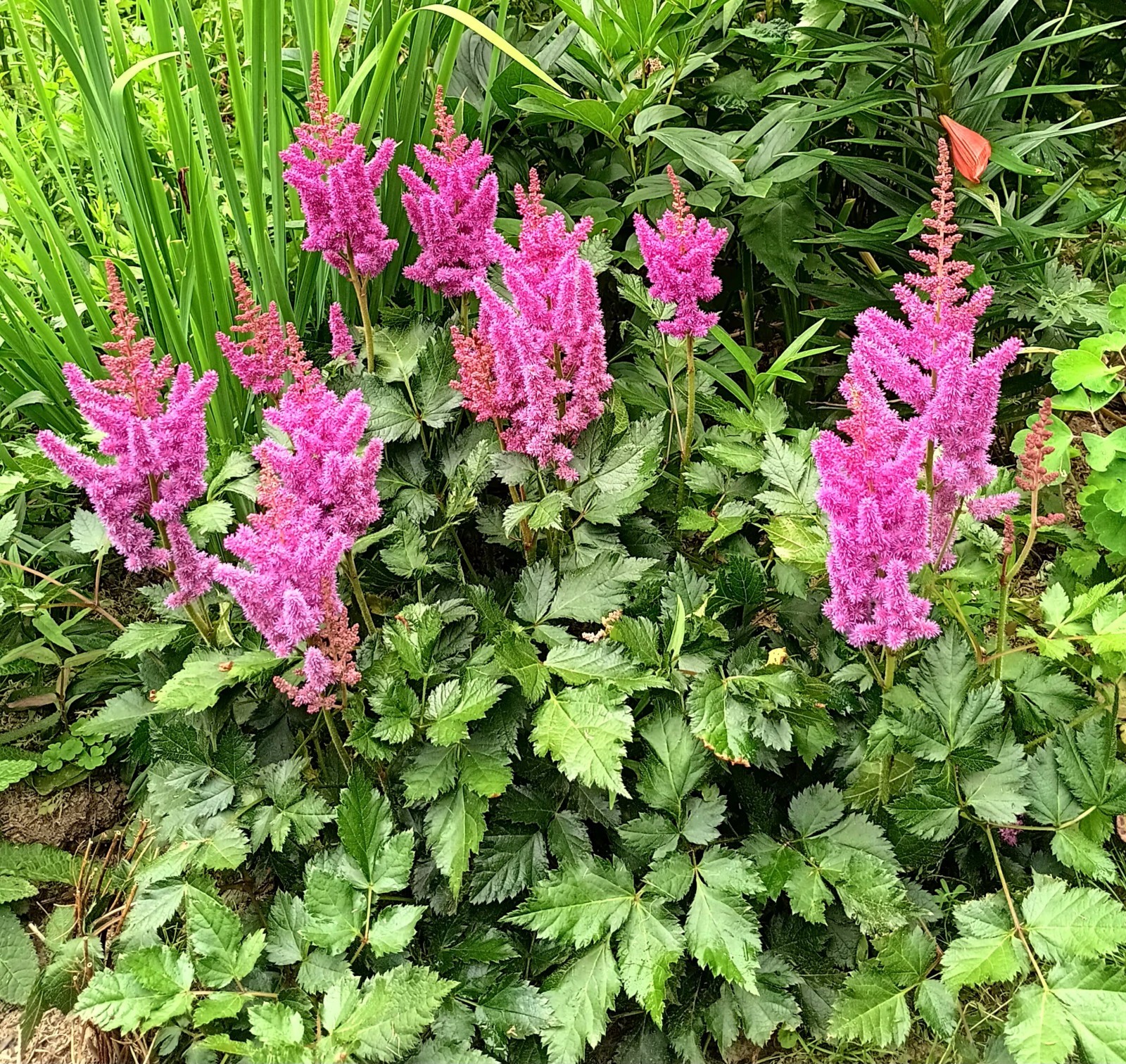 Two short Dark Pink astilbe mature divisions