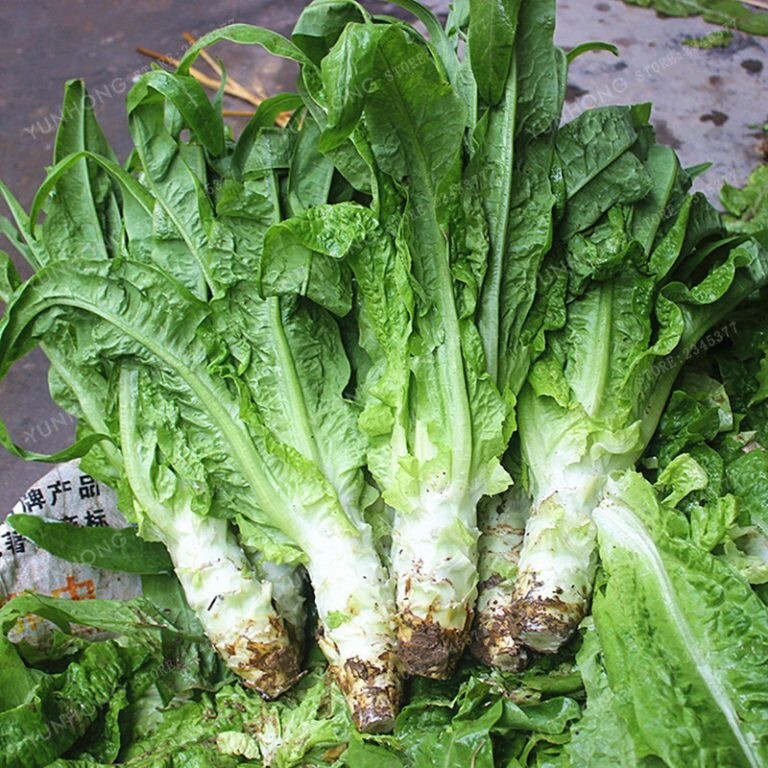 RARE✿ Heirloom Mountain Jumbo Celtuce/Wosun/Asparagus Lettuce 50+ Seeds