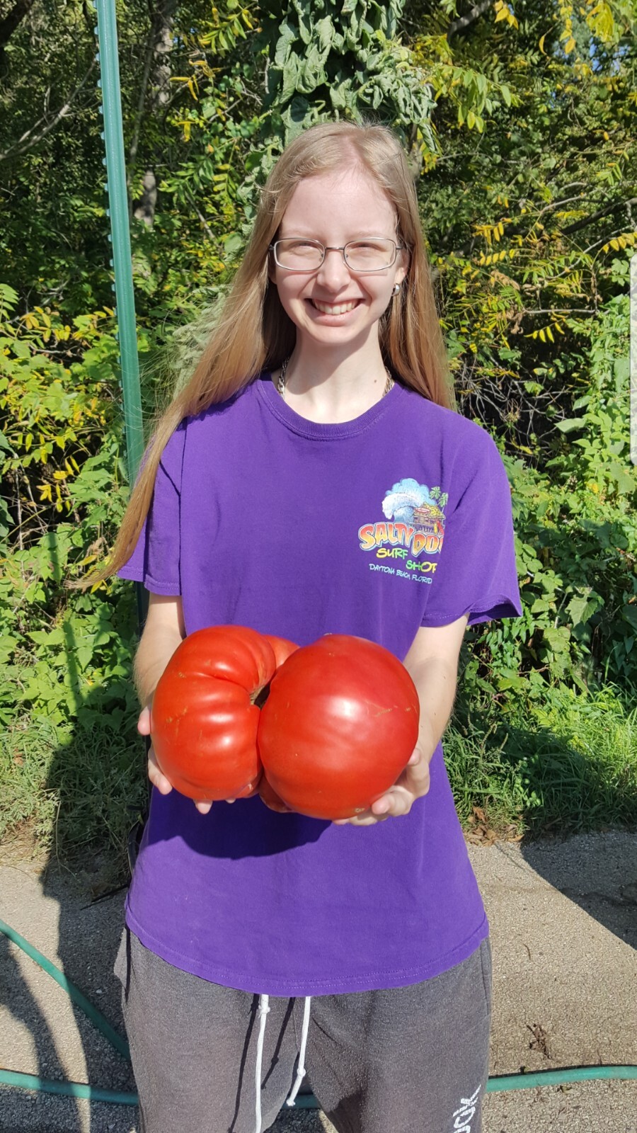 Giant Tomato Seeds X20! Big Zac! Award Winning! Can Produce Tomatoes over 5lbs!!